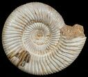 Perisphinctes Ammonite - Jurassic #6866-1